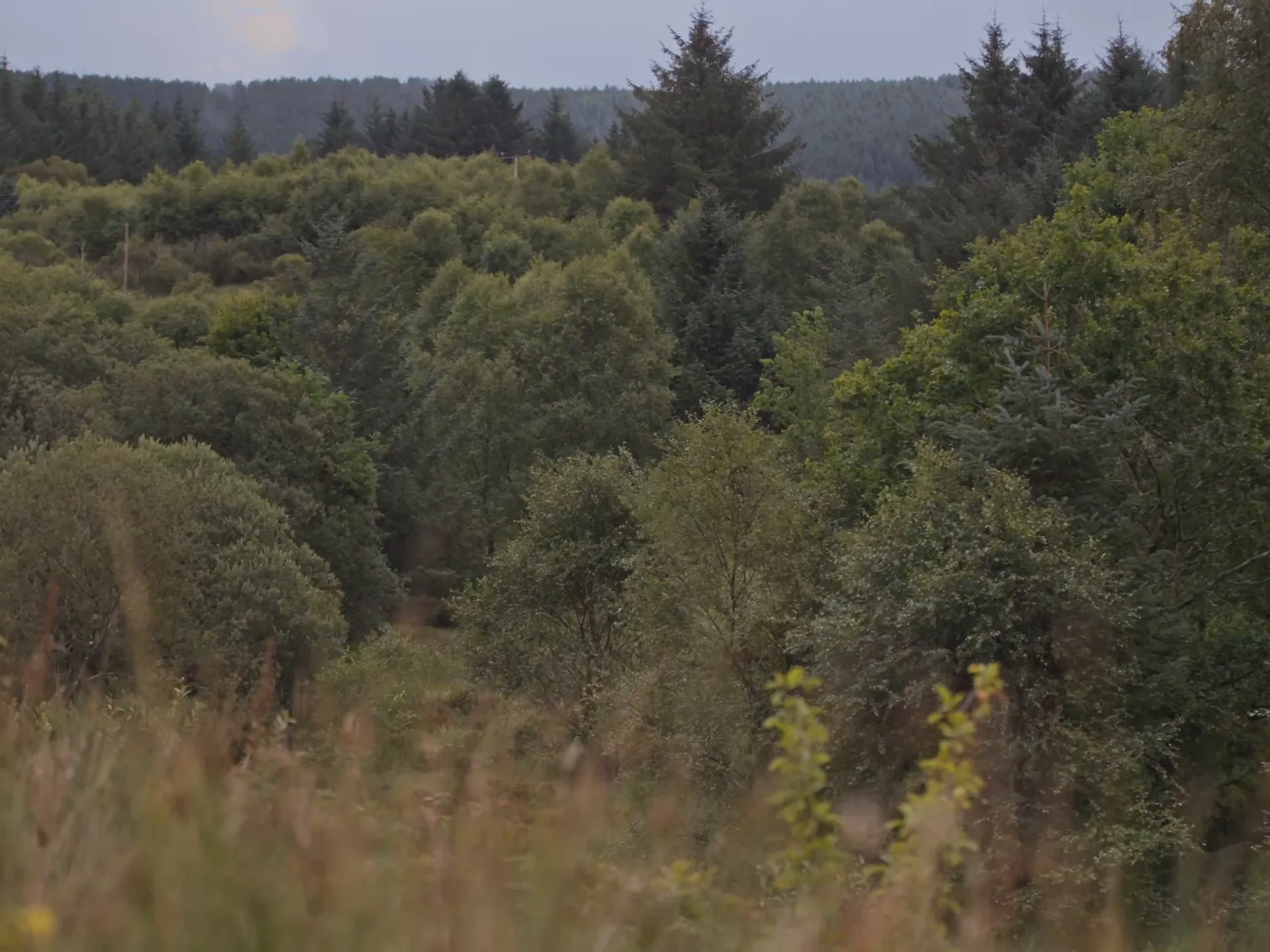 The wooded hills around the valley